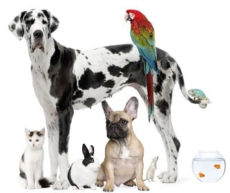 SMS para clínicas veterinarias